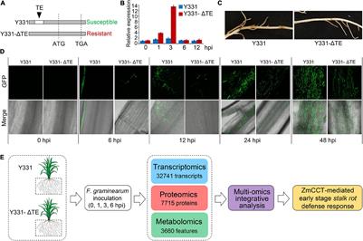 Multi-Omics Analysis Reveals a Regulatory Network of ZmCCT During Maize Resistance to Gibberella Stalk Rot at the Early Stage